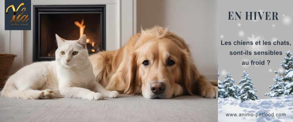 Les chiens et les chats sont-ils frileux ?