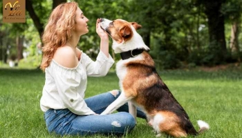 Friandises pour chien : Comment les choisir ?