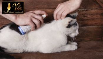 Utiliser un anti-parasites pour chien peut tuer votre chat