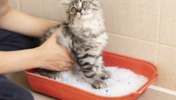 Pourquoi les chats font-ils leurs besoins en dehors du bac à litière ?