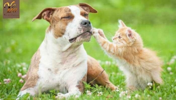  Santé Bucco-dentaire Optimale chez les Chiens et Chats