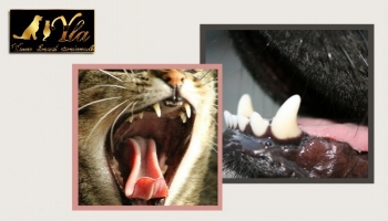 Combien de dents ont les chiens et les chats ?