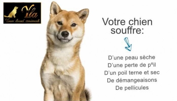 Prendre soin de la peau et du pelage de votre chien 