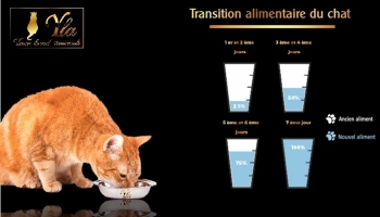 Quelle alimentation pour votre chaton ? - WanimoVéto