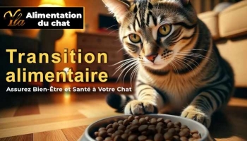 Transition Alimentaire Chez le Chat : Guide Pratique pour Réussir Chaque Étape