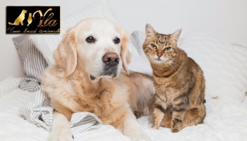 Les troubles digestifs chez le chien et le chat