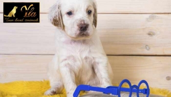 ÉDUCATION : COMMENT LES CHIENS APPRENNENT-ILS ?