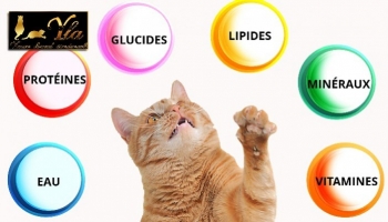 Les nutriments indispensables pour votre chat