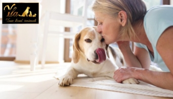 Croquettes hypoallergéniques pour chien  Régal de Venaison