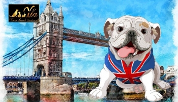 Les activités pour votre chien au Royaume-Uni