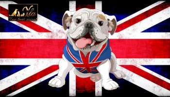 Conseils généraux pour voyager avec un chien au Royaume Uni