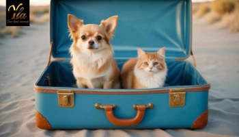 Voyager avec son chien et son chat