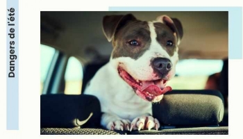 DANGER : Ne laissez pas votre chien enfermé dans votre voiture 