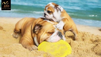 Guide Pratique : Chiens avec un Museau Court ou Écrasé Face à la Chaleur