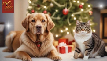 Les chiens, les chats  le sapin de noël et les plantes !