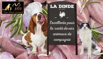 La dinde: excellente pour la santé de vos animaux de compagnie !