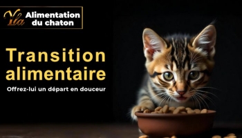 Transition Alimentaire Chaton : Guide Pratique pour une Santé Digestive Parfaite