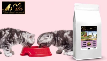 Alimentation du chaton : la transition alimentaire