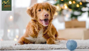 Premier Noël avec votre Chiot : Sécurité et Bien-être