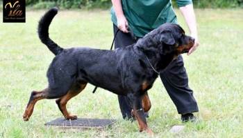 Les Friandises pour Chiens : Un Atout dans l'Éducation