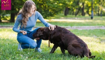 La friandise pour votre chien: le complément gourmand de la caresse.