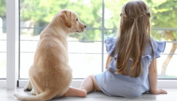 Sensibilité au gluten chez les chiens