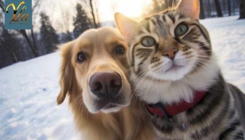 Prendre soin de son chien et de son chat en hiver