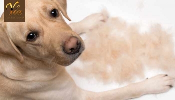 Pourquoi mon chien perd ses poils ? Comprendre les causes de la perte de poils