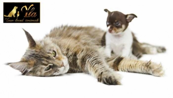 Chien et chat : les secrets d'un beau pelage