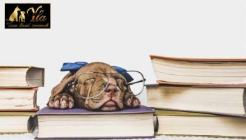 EDUCATION DU CHIOT : l’école du chiot 