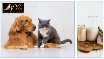 Donner du lait à votre chat ou votre chien, bon ou mauvais ? 