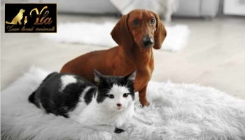 5 causes fréquentes d'étouffement chez les chiens et chats