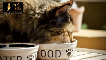 Les différences entre les aliments pour chats et les aliments pour chiens