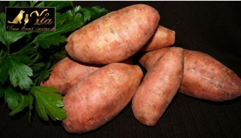 La patate douce : un délice pour la santé des animaux de compagnie.