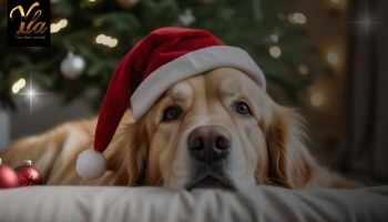 Gérer le stress de votre chien pendant les fêtes de Noël