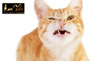 Pourquoi mon chat éternue-t-il beaucoup?