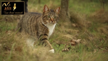 Croquettes sans céréales pour chat