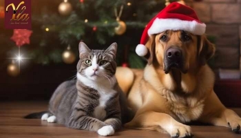 Le chien et les cadeaux de Noël sous le sapin.