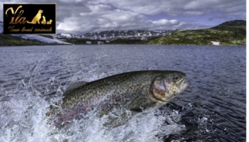 La truite : un poisson de choix pour les chiens