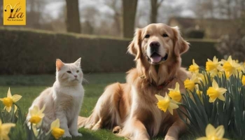 La jonquille une fleur toxique pour le chien et le chat