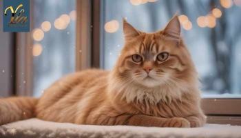 Conseils d'hiver pour votre chat