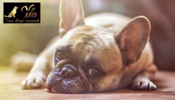 Comment aider le chiens qui s'ennuie ?