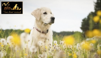 Dermatite de contact et éruption cutanée chez les chiens