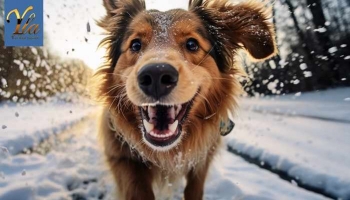 Prendre soin de la peau de votre chien pendant l’hiver