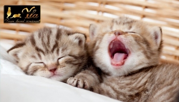 Tout savoir sur les dents de votre chaton