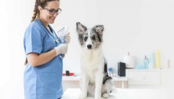 Comment rendre une visite chez le vétérinaire moins stressante ?