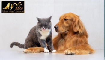 L’arthrite chez le chien et le chat