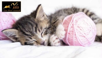 Accueillir un chaton : 7 choses dont votre chaton ne peut se passer