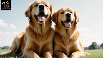 Croquettes sans céréales pour chiens adultes
