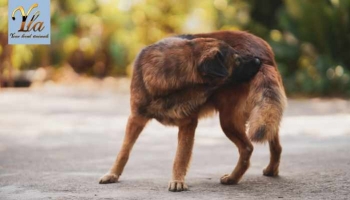 Problèmes de Peau chez le Chien : Causes, Symptômes et Solution